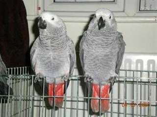 Deux gris Perroquets africaine pour adoption