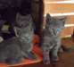 TRÈS BEAU CHATONS CHARTREUX