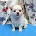 Chiots Chihuahua pour Rehoming