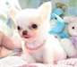 Chiots Chihuahua pour Rehoming