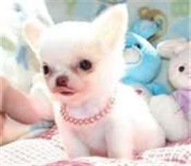 Chiots Chihuahua pour Rehoming