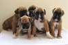 A donner chiots boxer, boxer puppies