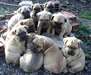 A donner chiots bullmastiff puppies