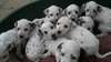 A donner chiots dalmatien,Dalmatian puppies