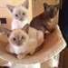 Les chatons birmans  magnifiques pour adoption.
