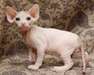 Chatons Sphynx