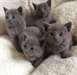 bleu tacheté chatons bleus russes disponibles