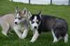 Deux beaux chiots Husky sibierian (539) 888-0264
