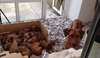 Chiots Rhodesian Ridgeback disponible