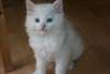 chaton Ragdoll regardant la recherche d'une belle