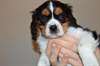 Adorables chiots king charles cavalier - photo 1