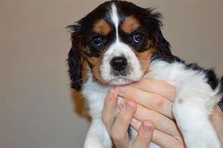 Adorables chiots king charles cavalier