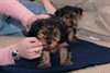 Teacup chiots Yorkshire Terrier