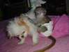 Belles singes capucins - photo 1
