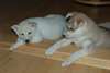 Purebred Huskies sibériens chiots pour adoption