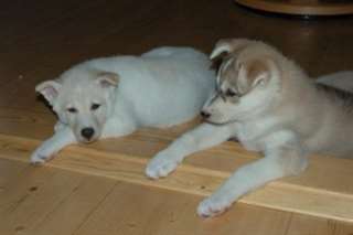 Purebred Huskies sib&#233;riens chiots pour adoption