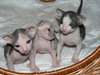 Chatons Sphynx Disponible maintenant