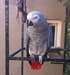 adorable perroquet gris du gabon - photo 1