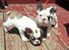 nous avons 2 belle bulldog français pour adoption.