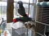 Two African Grey Parrots for adoption