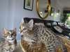 Reluctanct Sale Of My Beautiful Girl Bengal AND A