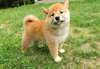 Très beaux chiots shiba-inu vaccinés
