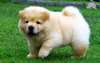 Superbe chiots chow chow a donner