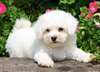 Superbe chiots bichon a donner