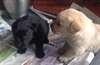 Deux beaux chiots Labrador pour adoption!