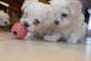 Superbes chiots Kc Reg Maltese Terrier
