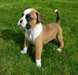 Superbe chiots boxer a donner