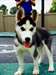 white and black Male Siberian Husky Puppies for