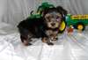 manifique chiot yorshire