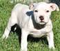 formidales chiots pit bull americain