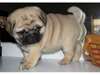 jolies chiots Carlin male et femelle