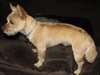 4 adorables de race Cairn Terrier