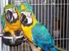 Parler aras bleu et jaune perroquets