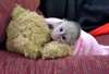 singes capucins Adorable disponibles