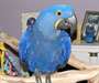 Adorable perroquets Hyacinth macaw disponibles