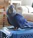 Adorable perroquets Hyacinth macaw disponibles - photo 1