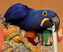 Adorable perroquets Hyacinth macaw disponibles