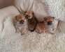 Three Pomeranian puppies for adoption.