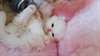 cute ragdoll kittens to give