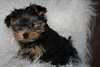 Donne chiot Yorkshire femelle non lof