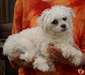 A donner 4 adorables chiots bichons maltais