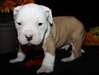 jolie chiot bulldog americain pour adoption