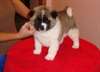 Bonnes Chiots Looking Akita Maintenant Disponible