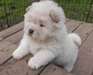 Qualité Chow Chow Puppies Disponible