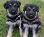Charme chiots berger allemand Disponible