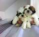Shih Tzu chiots à vendre